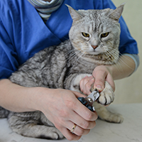 Как подстричь когти коту – советуют ветеринары  