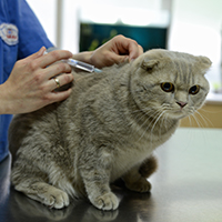Все, что нужно знать о вакцинации кошек 