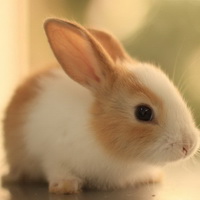 Все, что вы не знали о кроликах