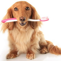У собаки болят зубы — лечим у стоматолога 