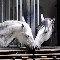 Лошадь андалузской породы – испанская мечта