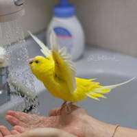 Как купать волнистого попугайчика