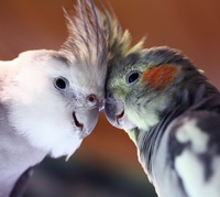 Попугай корелла: все, что нужно знать о содержании