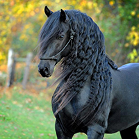 Фризская порода лошадей — черная жемчужина Голландии 