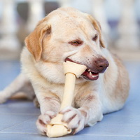 Можно ли кормить собаку костями: за и против
