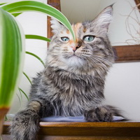 Домашние растения опасны для кота: миф или правда