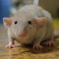 Болезни домашних декоративных крыс: как вылечить и предотвратить