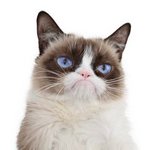 Умерла самая известная и самая сердитая кошка интернета