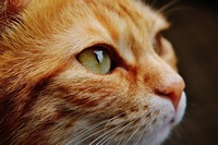 Стерилизация кошек: за и против