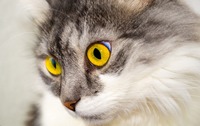 Кошка часто трясет головой: причины и возможные заболевания 
