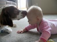Собака ревнует к ребенку — что делать?