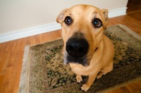 Как приучить собаку к месту — 3 основные правила