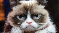 Встречайте: самая сердитая кошка в музее Мадам Тюссо