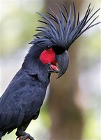Попугай Какаду: советы и поведение