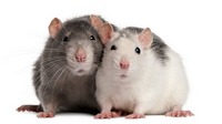 5 причин завести дома крысу